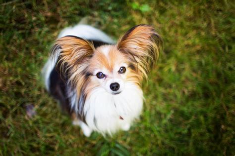 Papillon dogs for adoption. Things To Know About Papillon dogs for adoption. 